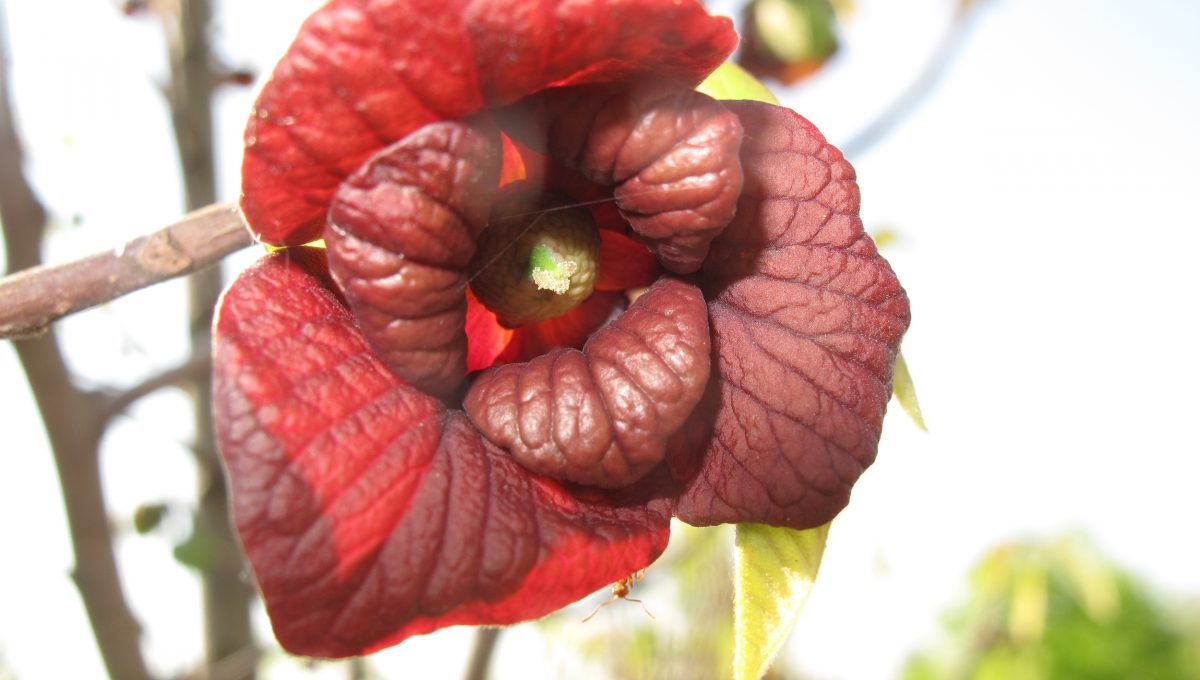 Asimina triloba