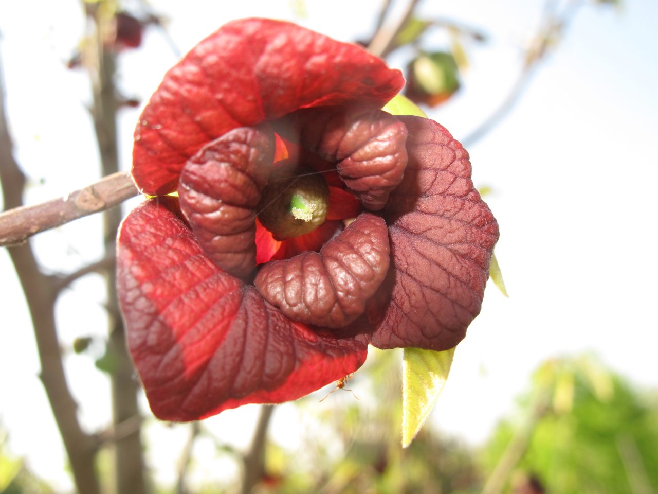 Asimina triloba