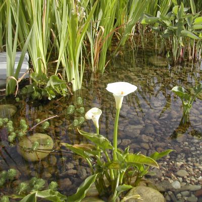 BIOPISCINA PARTICOLARE_GIARDINO PRIVATO
