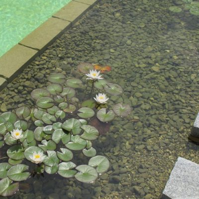 PARTICOLARE BIOPISCINA_GIARDINO PRIVATO